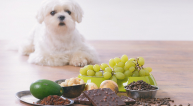 Les aliments toxiques ou interdits pour un chien