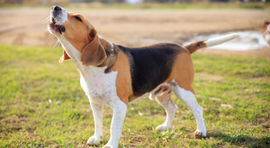 Limiter les aboiements de son chien