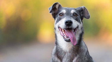 Les noms de chien en A