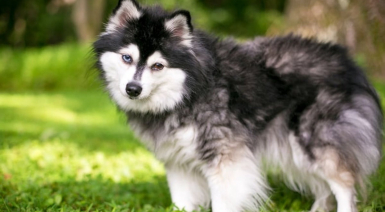 Les races de chien en A