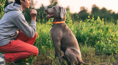 Le collier électrique pour chien