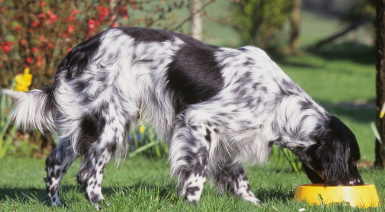 Croquettes ou pâtée pour chien, comment choisir son alimentation ?