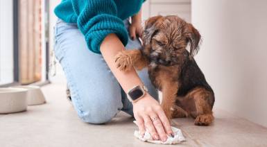 Comment enlever efficacement les taches et odeurs d’urine de chien ?