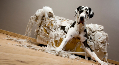 Pourquoi mon chien détruit tout quand il est seul ?