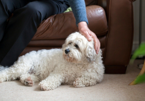 10 races de chiens les plus adaptées à la vie en appartement