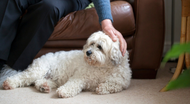 10 races de chiens les plus adaptées à la vie en appartement