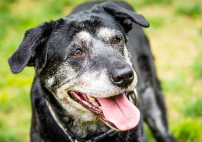 Calculer l'âge d'un chien en âge humain