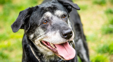 Calculer l'âge d'un chien en âge humain