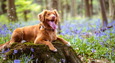 Comment protéger son chien des dangers du printemps ?