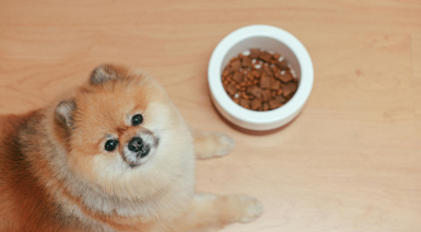Les idées reçues sur la prise de poids chez un chien stérilisé et comment l'éviter